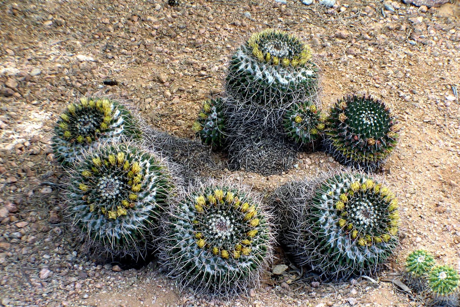 Arizona – 2008 - 321.jpg