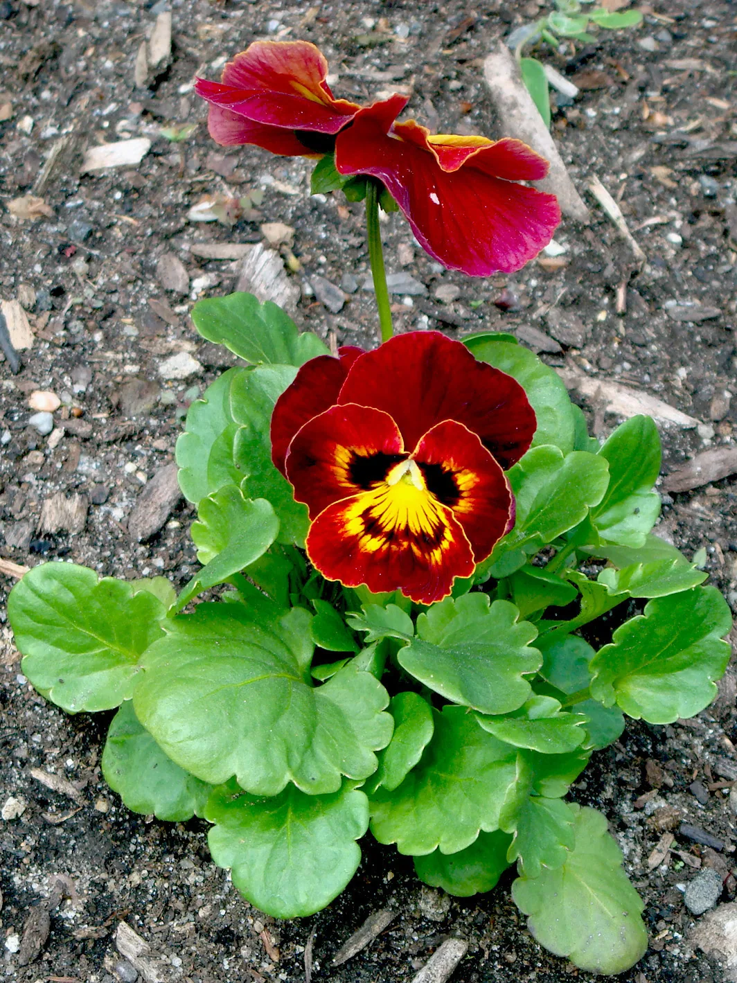 America – 1996-2018 - 14bg39.jpg