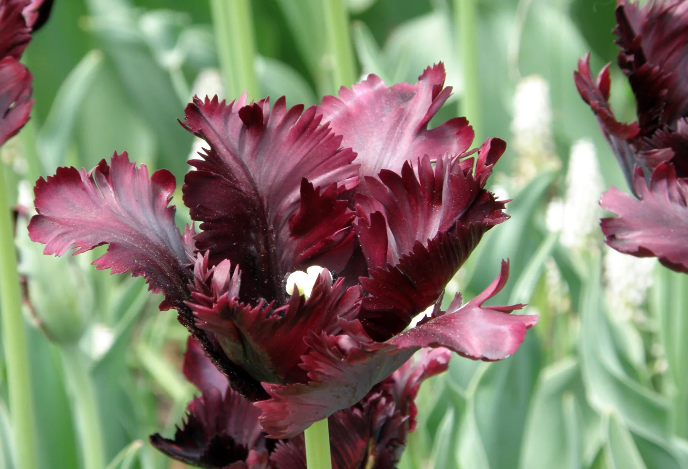 America – 1996-2018 - 14bg29.jpg