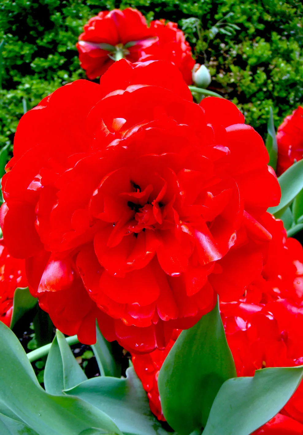 America – 1996-2018 - 14bg32.jpg