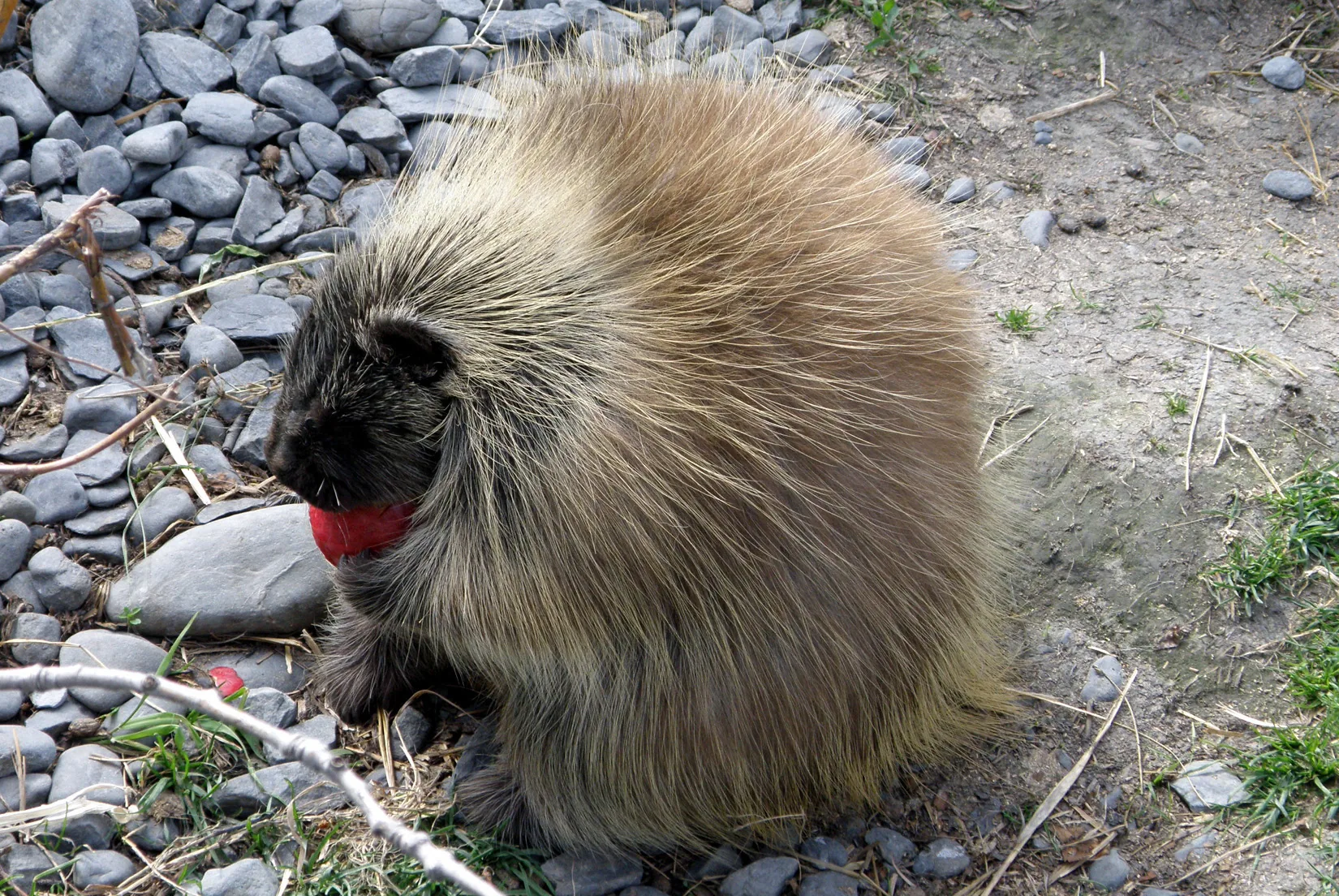 Alaska – 2008 - 2008-15.07-31.jpg