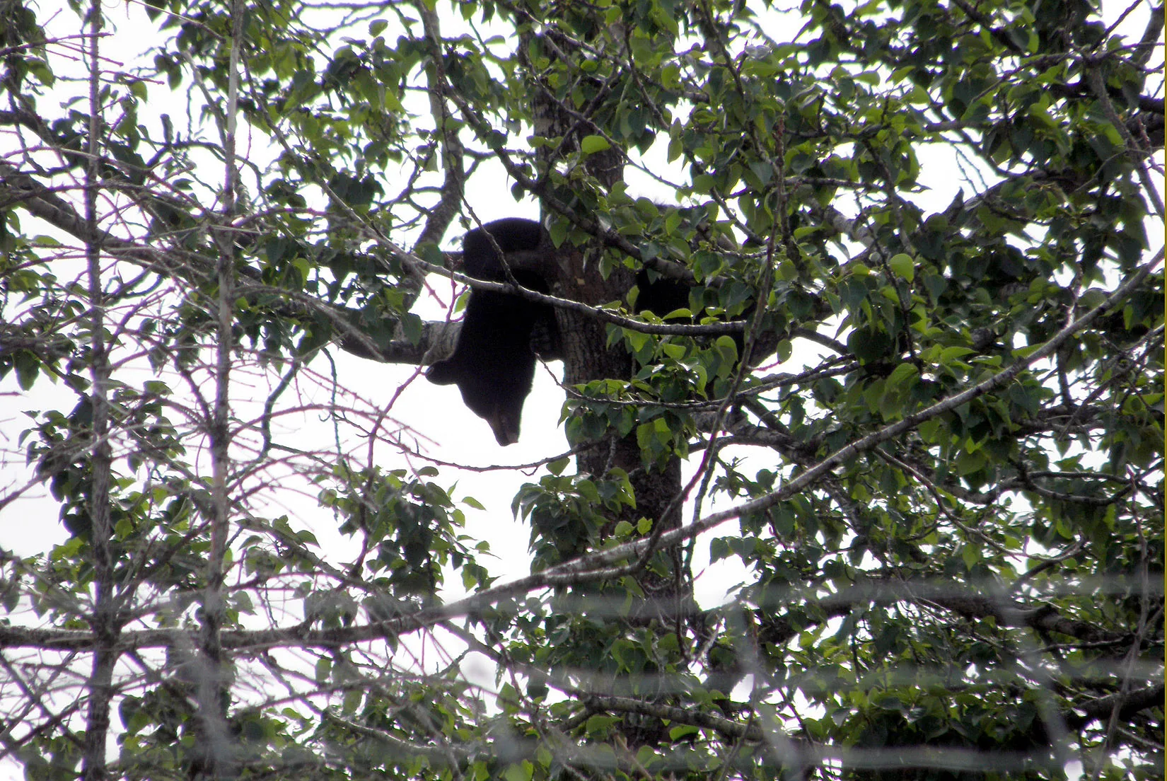 Alaska – 2008 - 2008-15.07-23.jpg