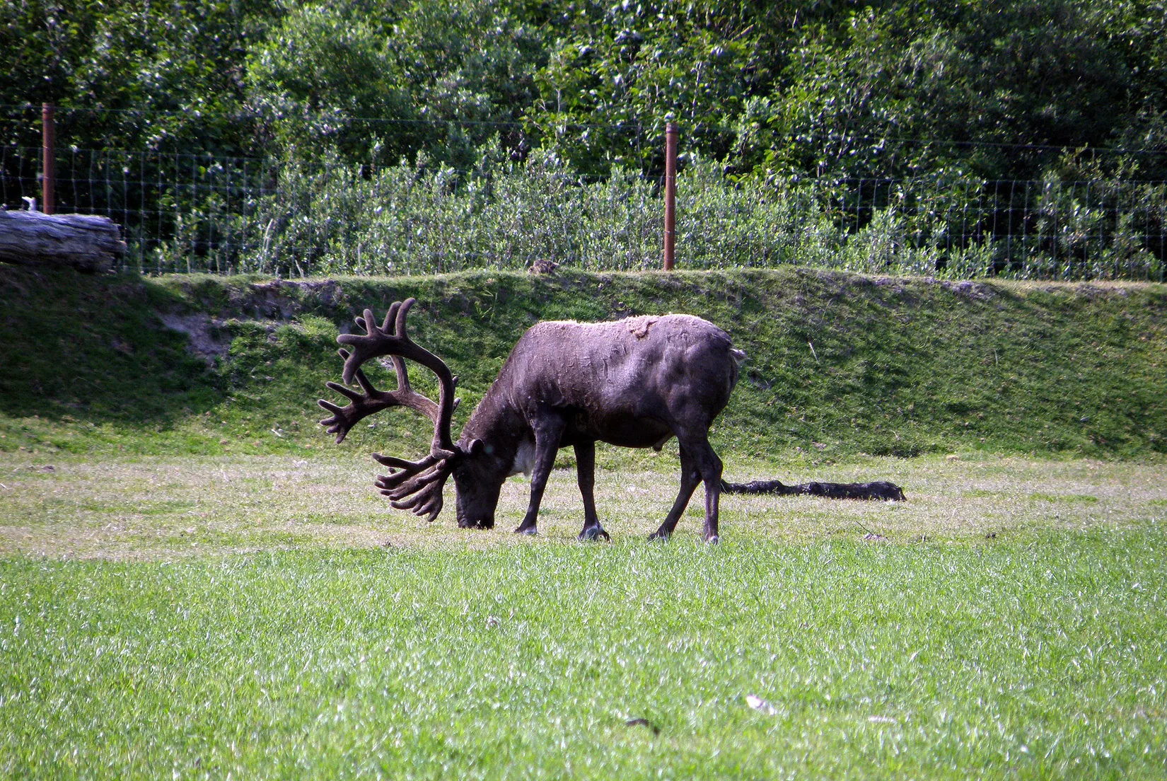 Alaska – 2008 - 2008-15.07-36.jpg