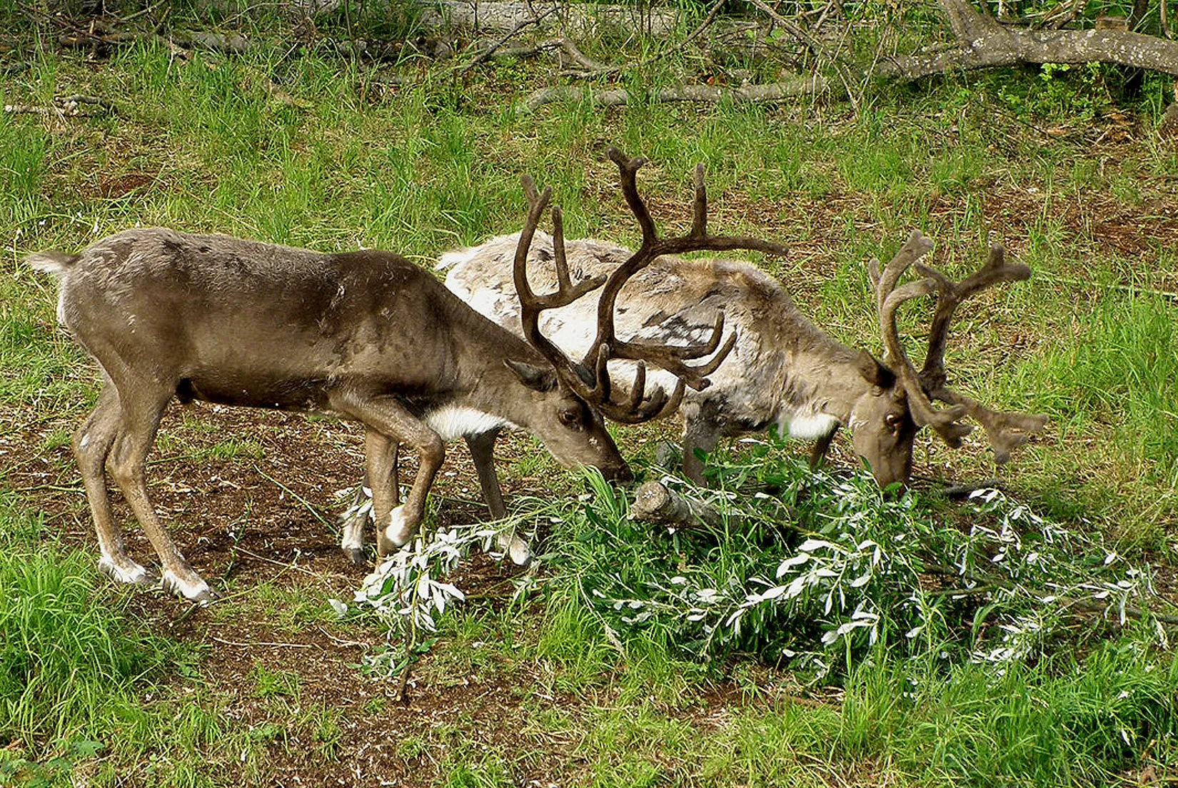 Alaska – 2008 - 2008-11.07-30.jpg
