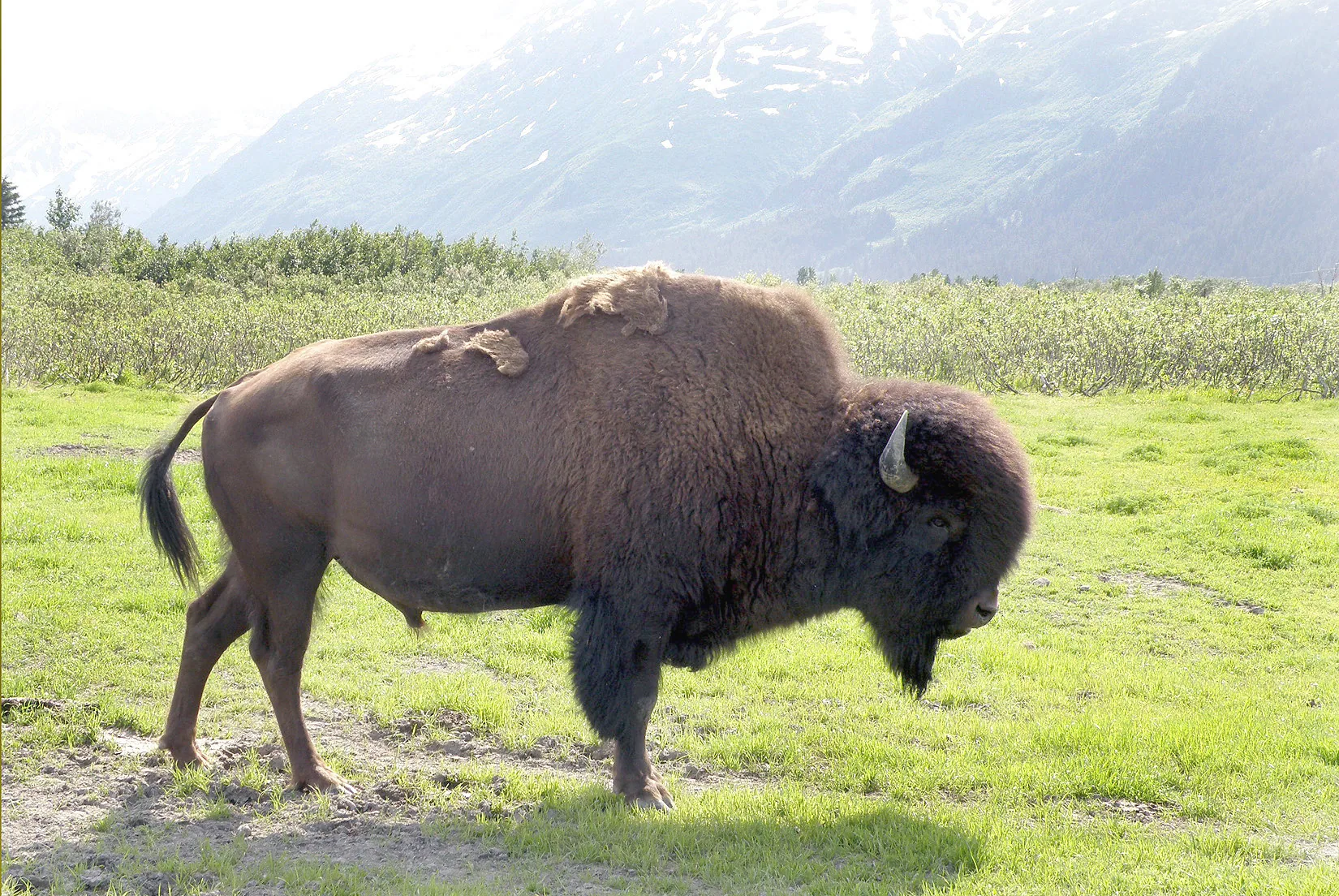 Alaska – 2008 - 2008-15.07-28.jpg