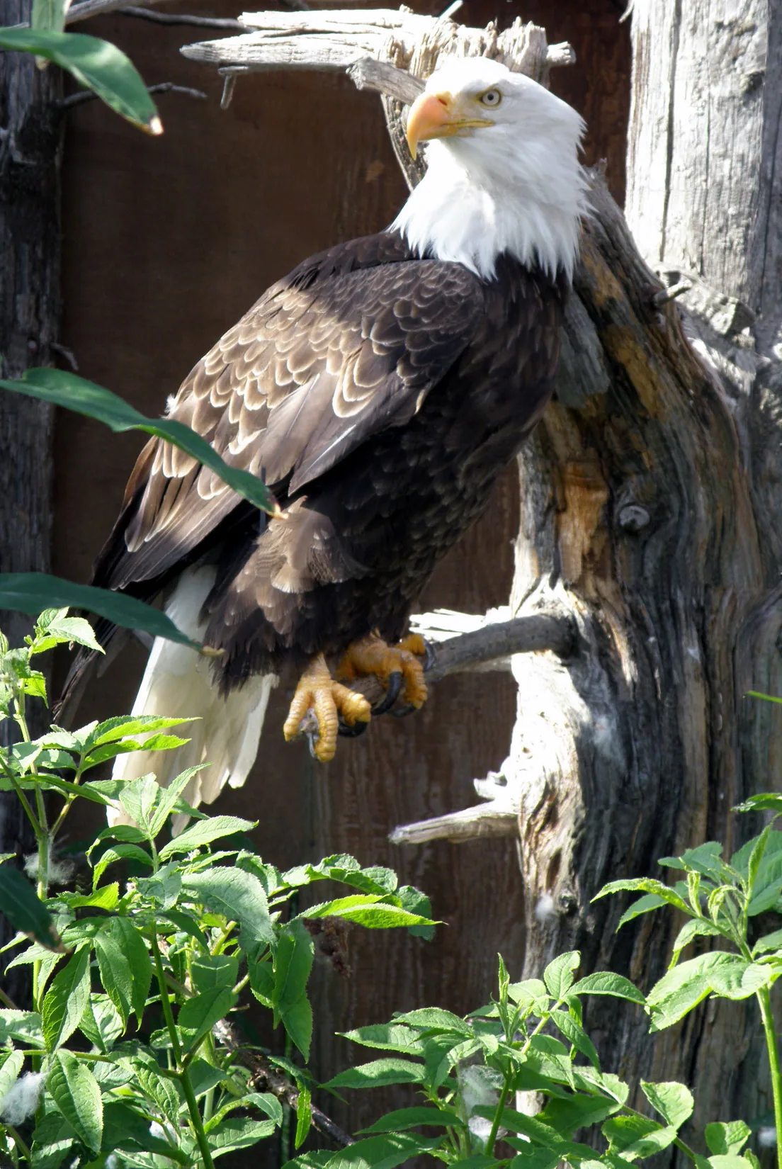 Alaska – 2008 - 2008-15.07-37.jpg